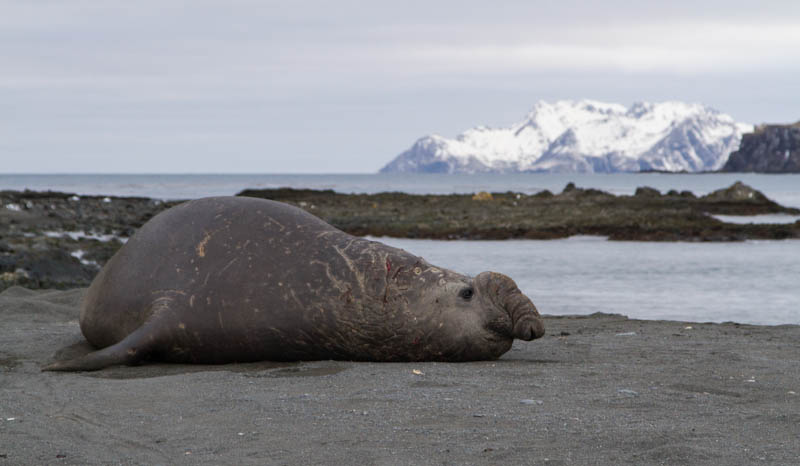 Southern Elephant Seal