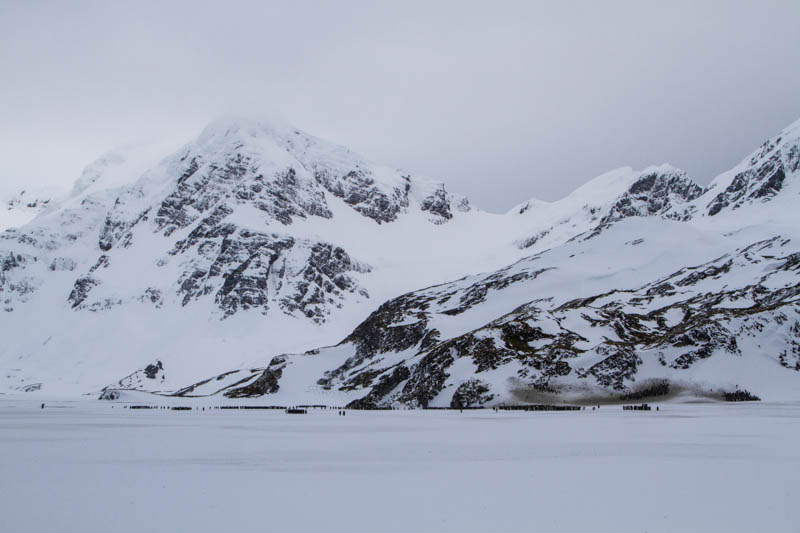 Peaks Above King Penguins