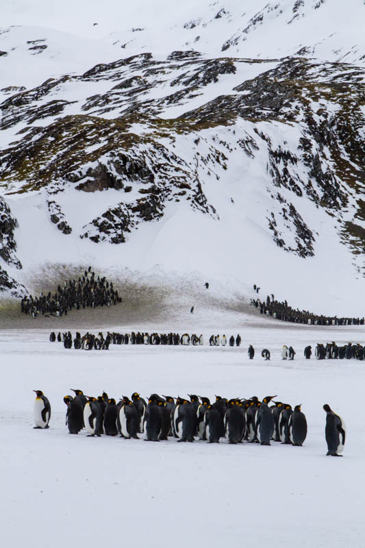 King Penguins