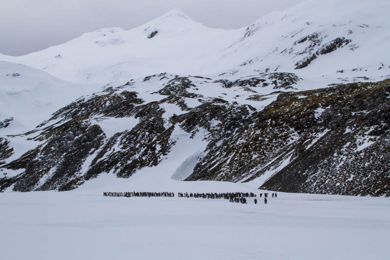 Peaks Above King Penguins