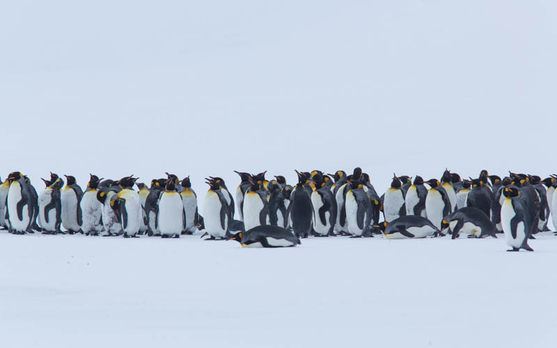 King Penguins