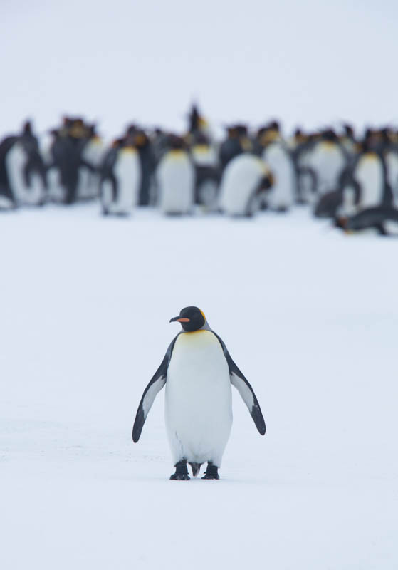 King Penguin