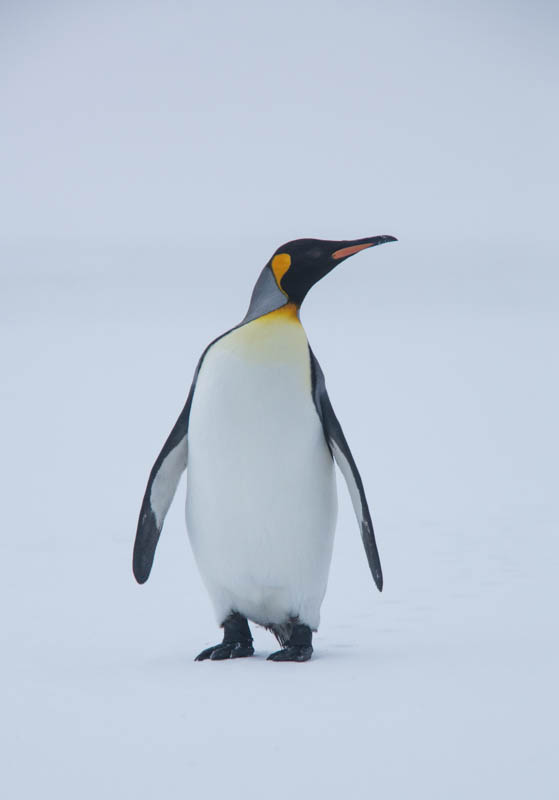 King Penguin