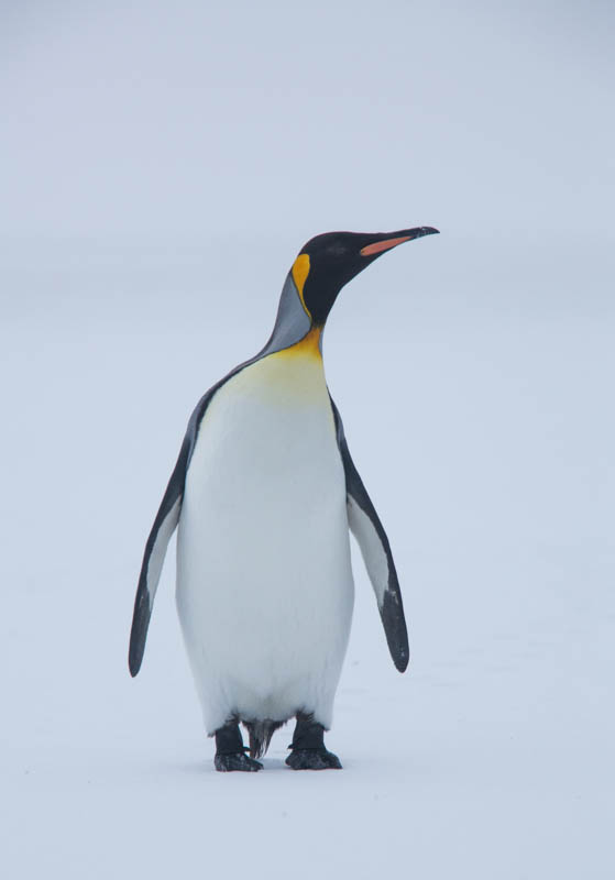 King Penguin