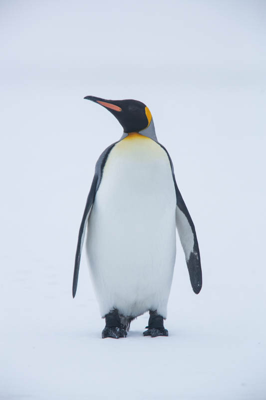 King Penguin