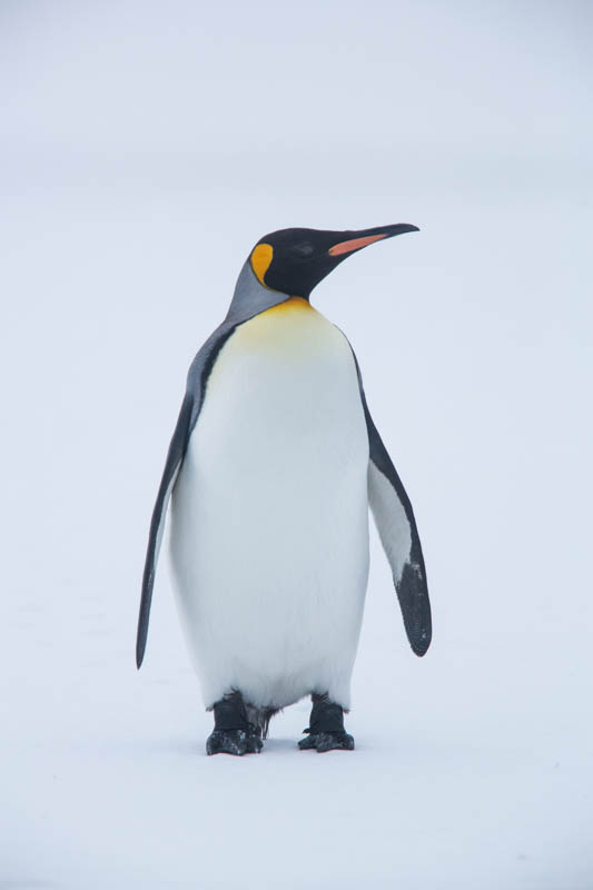 King Penguin