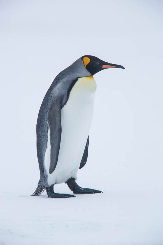 King Penguin