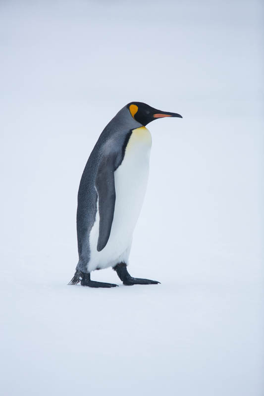 King Penguin