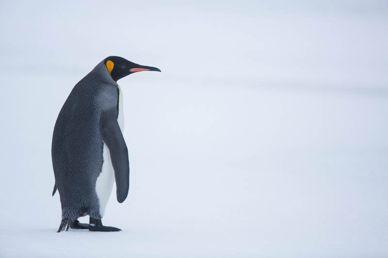 King Penguin