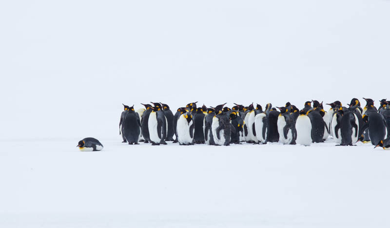 King Penguins