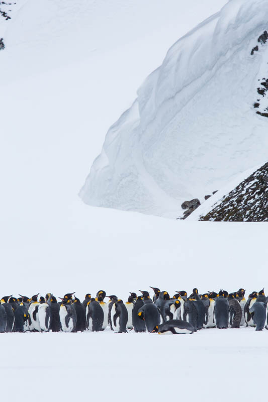 King Penguins