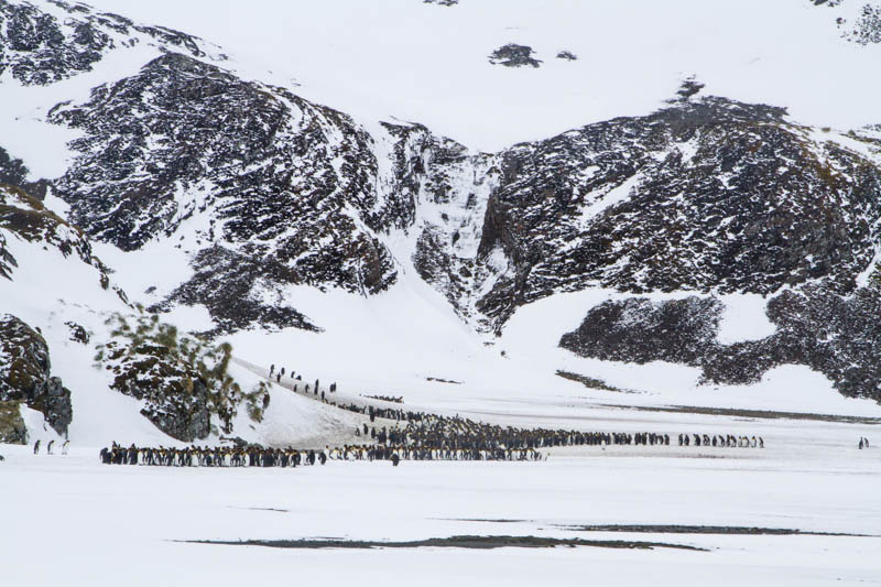 King Penguins