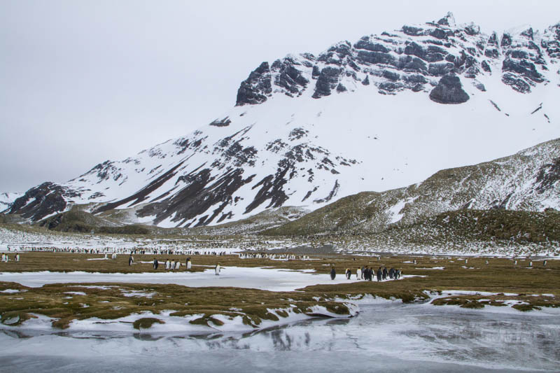 King Penguins