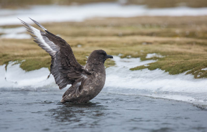 Brown Skua