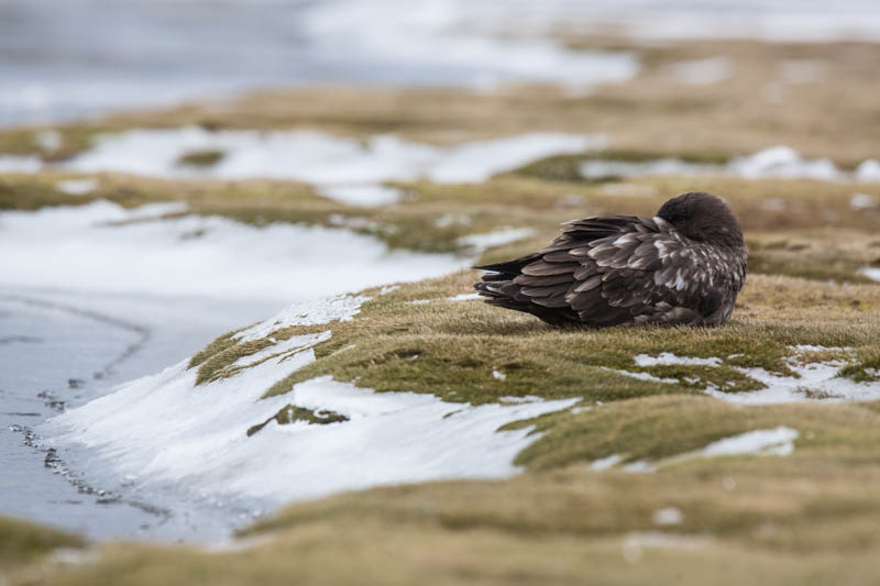 Brown Skua