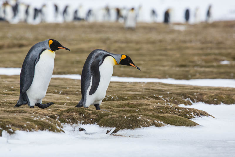 King Penguins