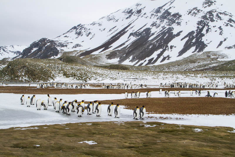 King Penguins