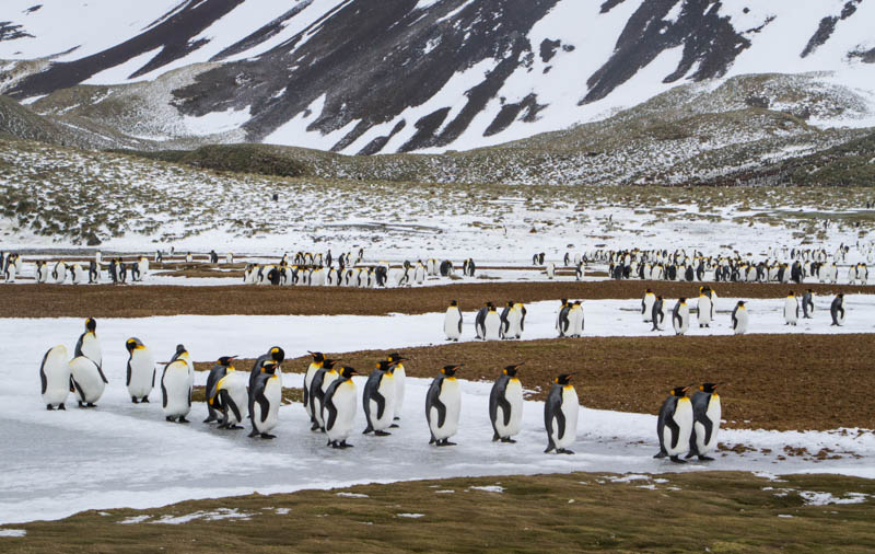 King Penguins