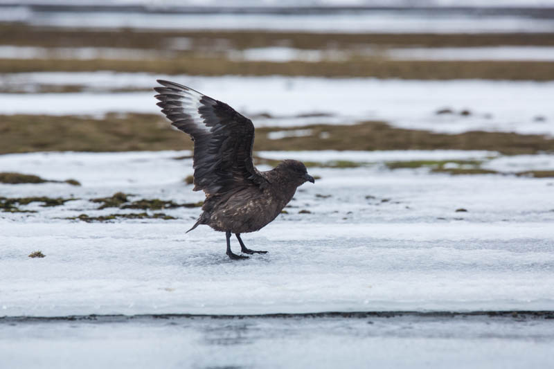 Brown Skua