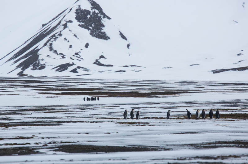 King Penguins On Snowfield
