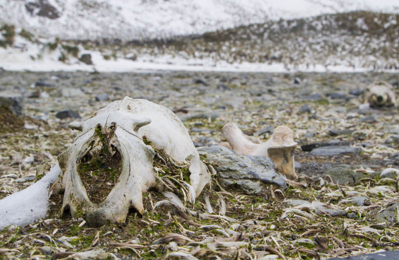 Antarctic Fur Seal Skull