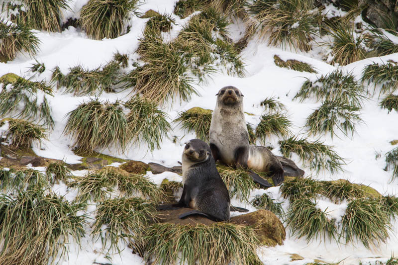 Antarctic Fur Seals