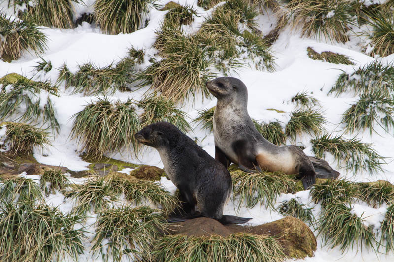 Antarctic Fur Seals