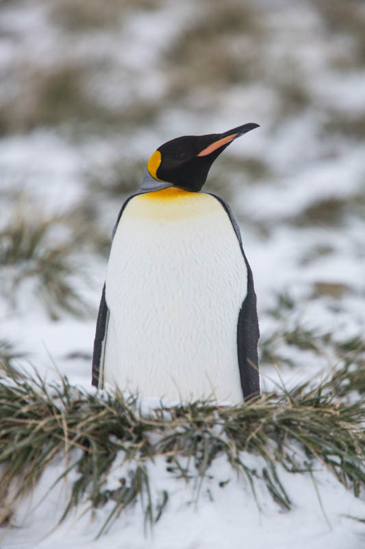 King Penguin