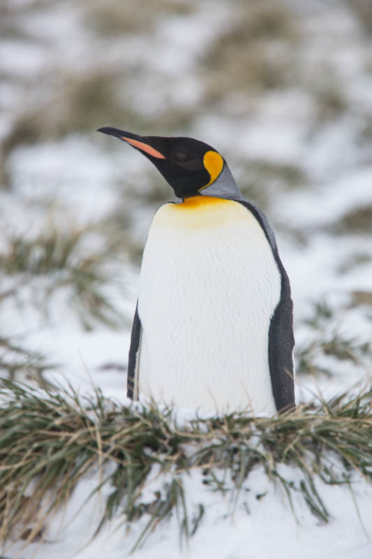 King Penguin