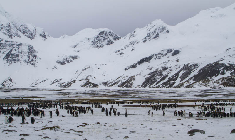 Peaks Above King Penguins