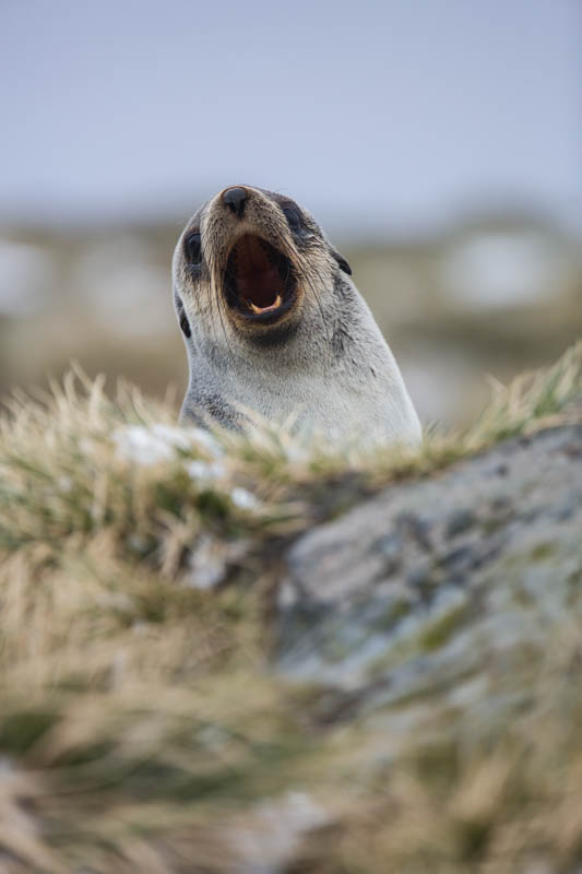 Antarctic Fur Seal