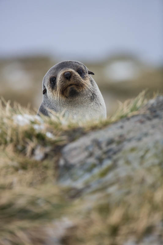 Antarctic Fur Seal