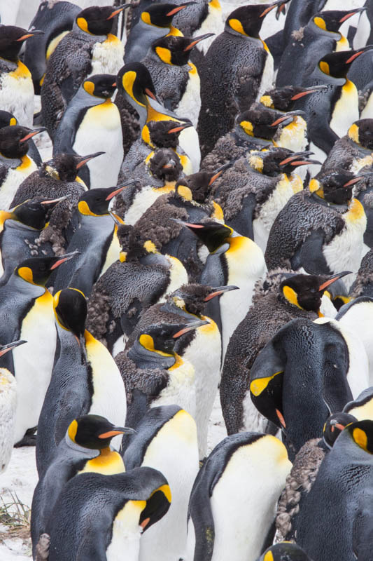 King Penguins