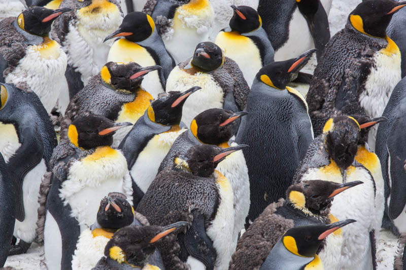 King Penguins