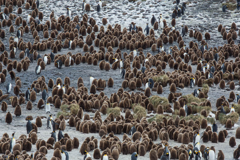 King Penguin Colony