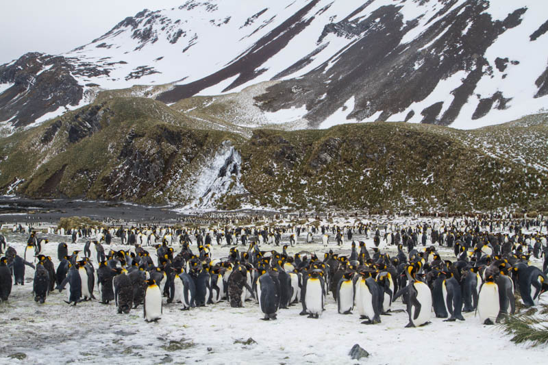 King Penguin Colony