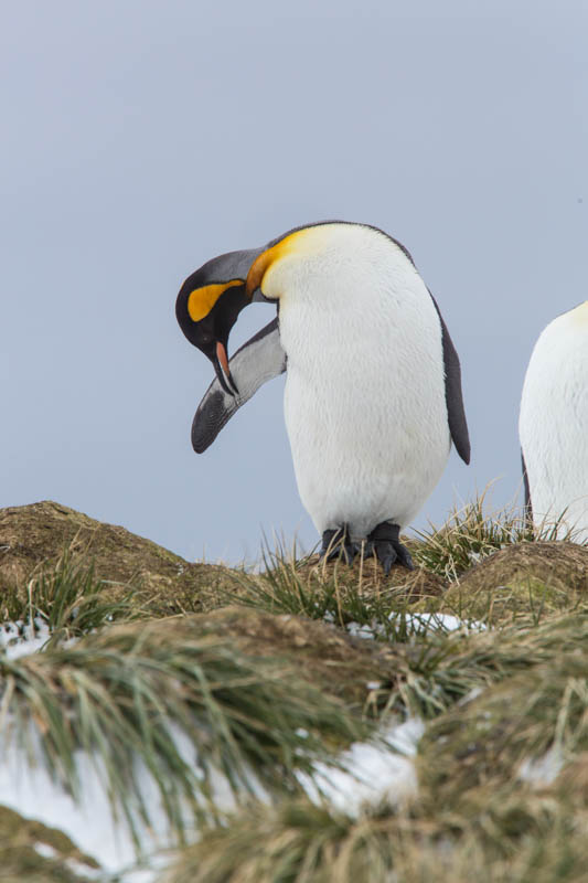 King Penguin