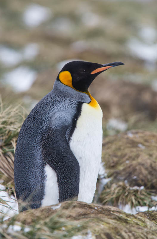 King Penguin