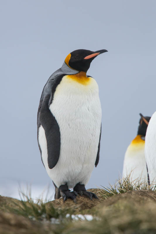 King Penguin