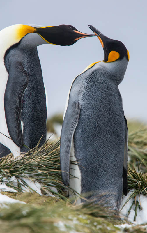 King Penguins