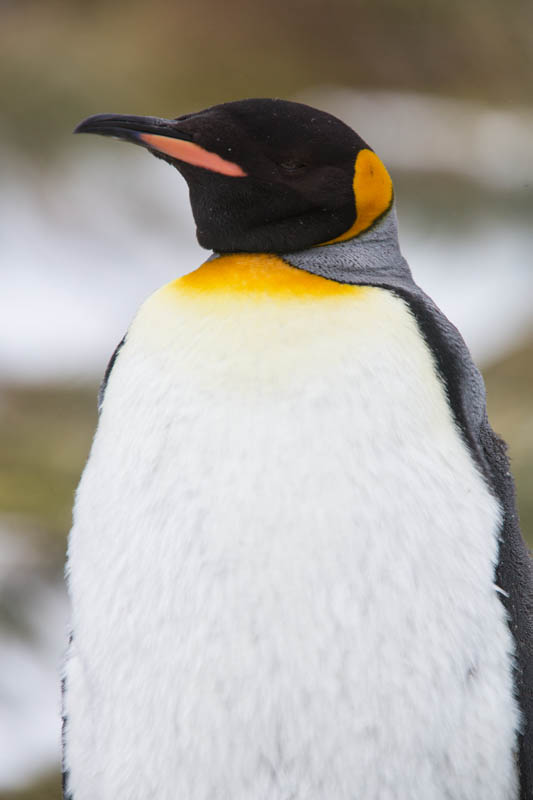 King Penguin