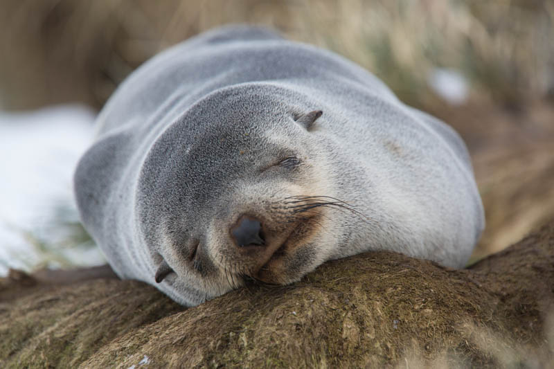 Antarctic Fur Seal