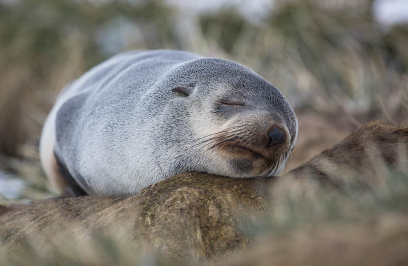 Antarctic Fur Seal