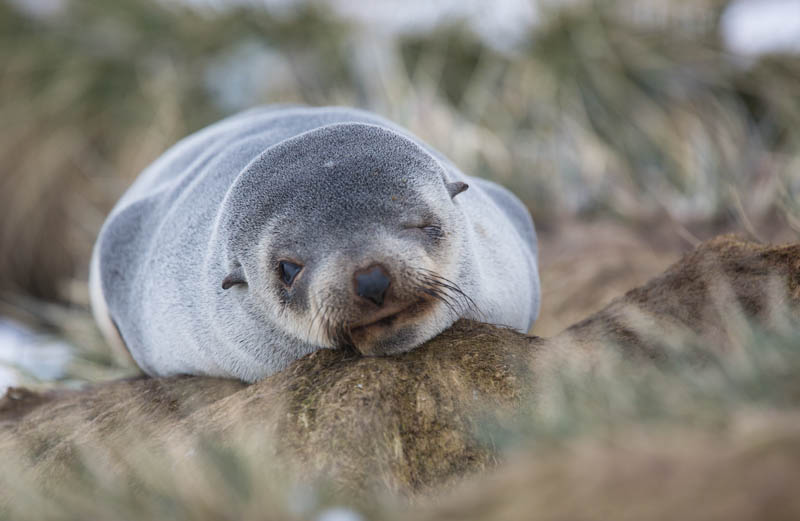 Antarctic Fur Seal