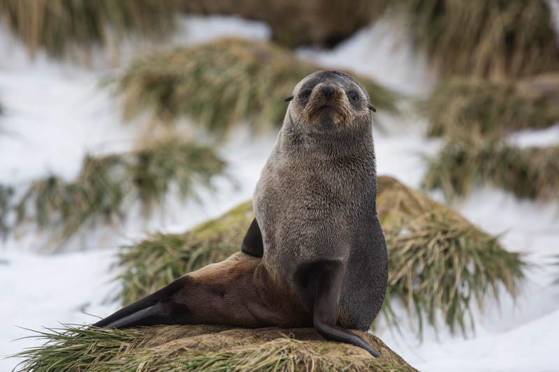 Antarctic Fur Seal