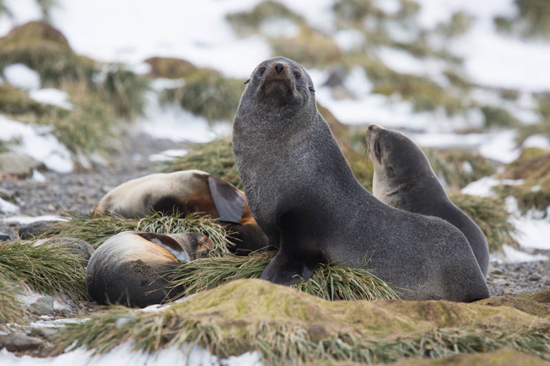 Antarctic Fur Seal