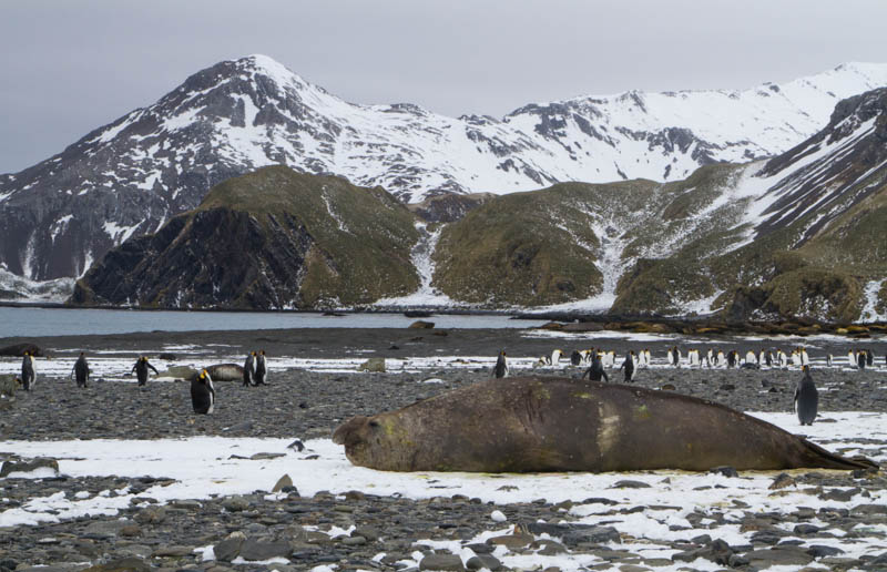 Southern Elephant Seal And King Penguins On Beach