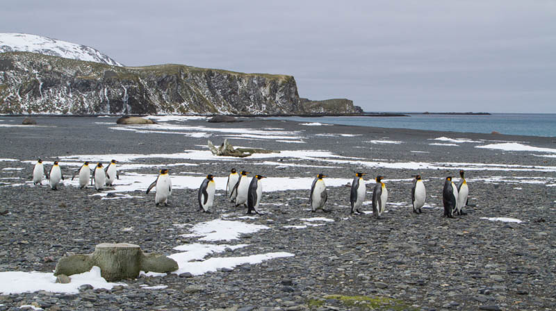 King Penguins