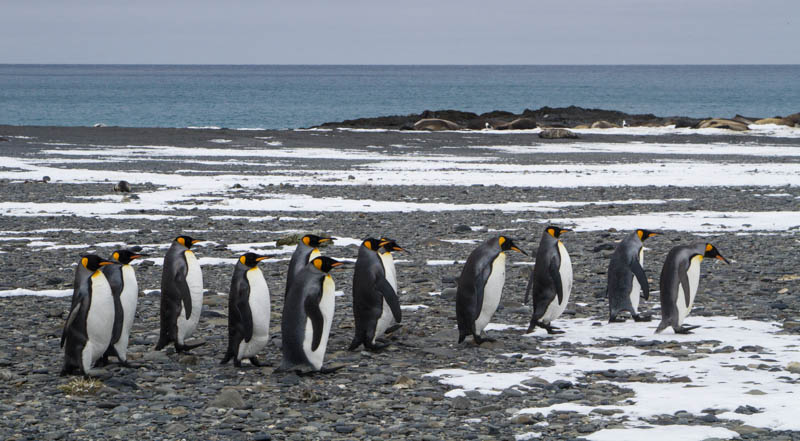 King Penguins