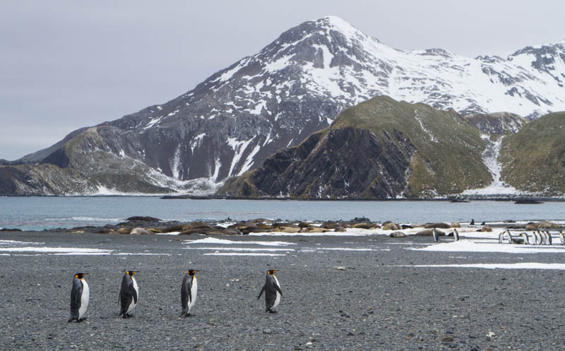 King Penguins